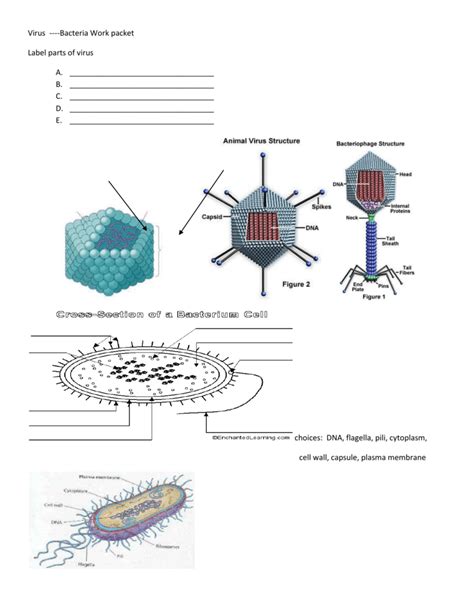 33 Viruses And Bacteria Worksheet Support Worksheet