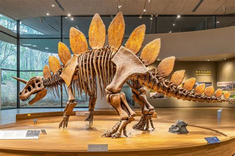 Stegosaurus Dinosaur Skeleton Exhibit In Museum Of Natural History Stock Image Image Of