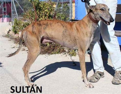 Sult N Perro Adoptado En Alicante Alicante Bamb Difunde