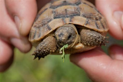 What Fruits & Vegetables Can Turtles Eat?