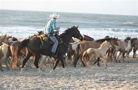 Saltwater Cowboy and Chincoteague Ponies on the Beach in 2022 | Chincoteague ponies, Beach, Pony