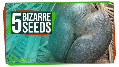 5 Of The Worlds Most Bizarre Seeds March For Science Science And Nature Bizarre