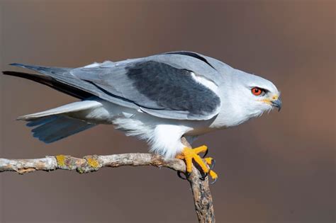 Premium Photo Blackshouldered Kite Or Blackwinged Kite Elanus