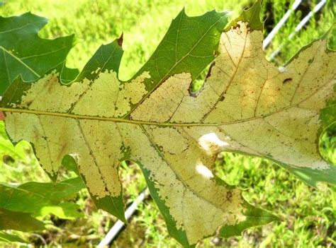 White Oak Diseases And Pests