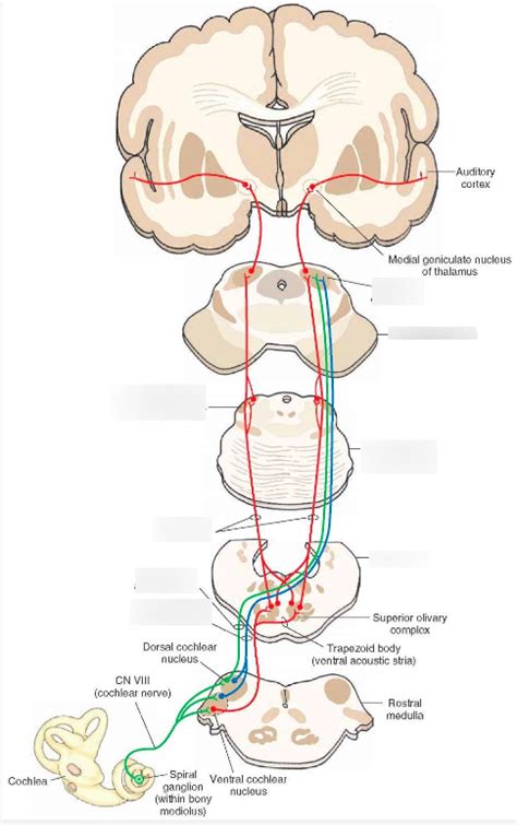 Auditory Cortex(Part 2) Diagram | Quizlet