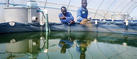 Une Feuille De Route Pour Lavenir De Laquaculture Du Tilapia Au