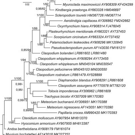 Bayesian Molecular Phylogenetic Tree Based On Concatenated Dataset Of