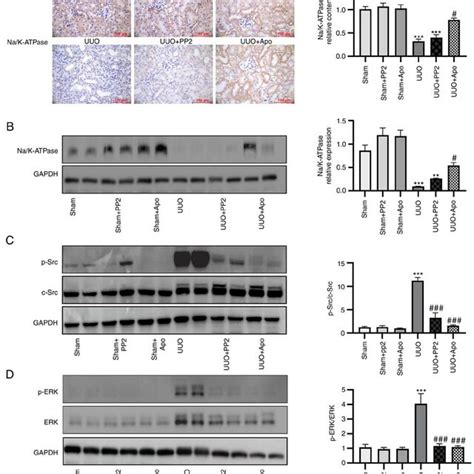 Apocynin Treatment Downregulates Na K ATPase Expression And Inhibits