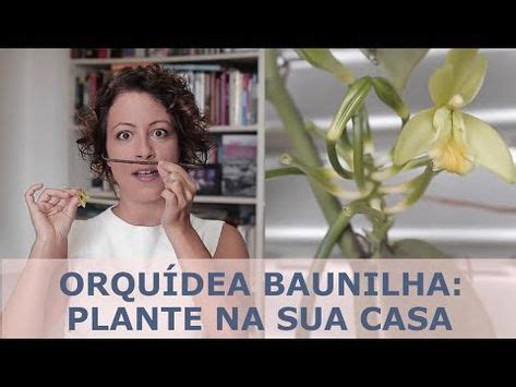 ORQUÍDEA BAUNILHA o jeito certo de PLANTAR e POLINIZAR Orquidea