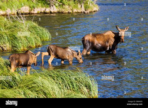 Moose swimming hi-res stock photography and images - Alamy