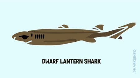 Dwarf Lantern Shark - sharksinfo.com