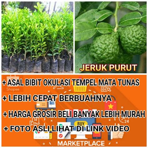 Jual Bibit Tanaman Jeruk Purut Pohon Jeruk Purut Indonesia Shopee Indonesia