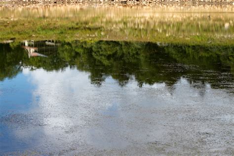 Kostenlose Foto Baum Wasser Gras Sumpf See Fluss Teich