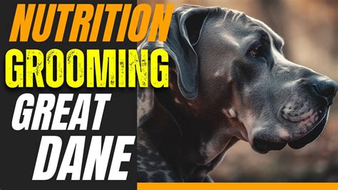 Great Danes Nutrition And Grooming Tips Youtube