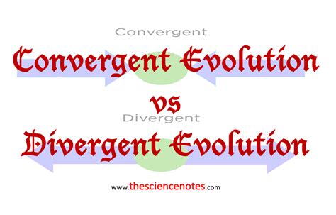 Convergent And Divergent Evolution Definition Examples And Differences