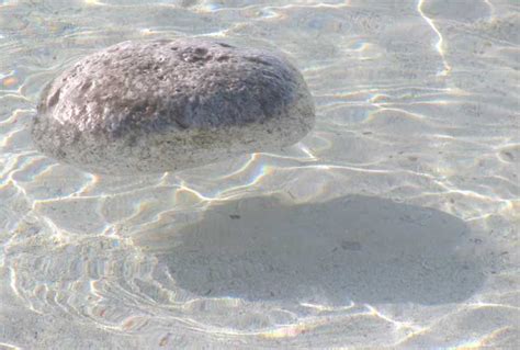 pumice rock floating on water | Floating, Floating in water, Rock sound