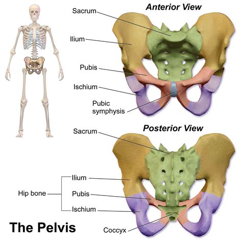 Pubic Symphysis Anatomy Pubic Symphysis Separation Causes Treatment