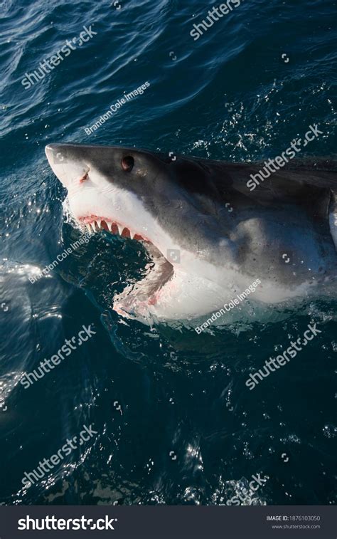 Great White Shark Open Mouth Stock Photos and Pictures - 956 Images ...