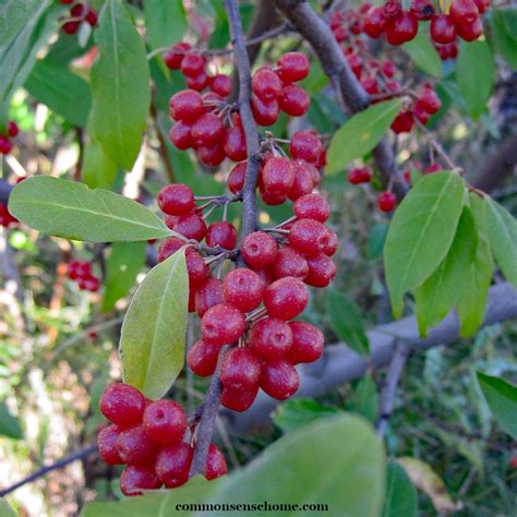 Autumn Olive Uses Control Recipes