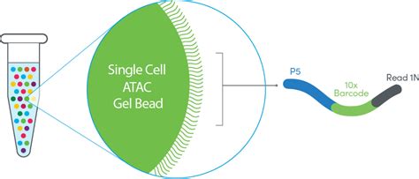 Single Cell ATAC - Official 10x Genomics Support