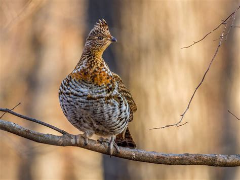 What Is The State Bird Of Pennsylvania And Why Birdfact