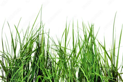 Herbes Sauvages Sur Fond Blanc Photos Adobe Stock