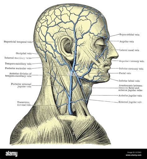 Venas Planas Del Cuello