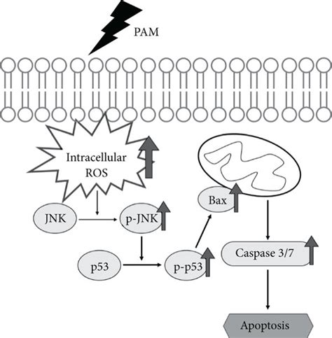 Activation Of Jnk P53 Bax Signaling In A549 Cells By Pam The A549