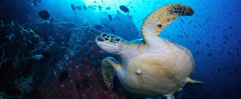 Come Dive In Bunaken National Park With Its Spectacular Coral Reefs