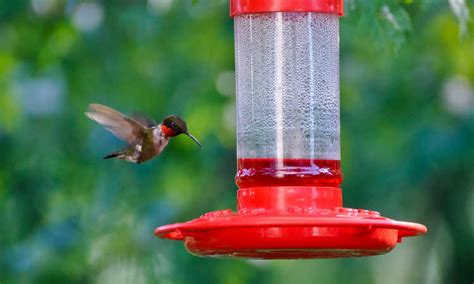 The Best Hummingbird Feeders For Your Garden by Type | Epic Gardening