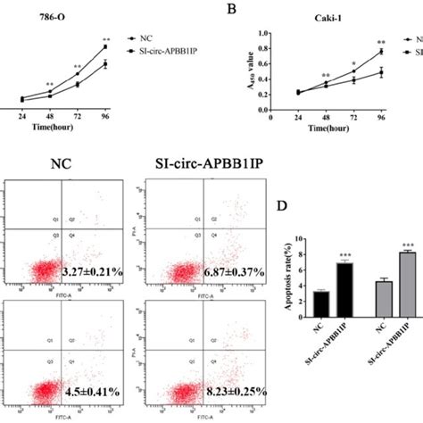 The Knockdown Of Circ Apbb Ip Inhibited Proliferation And Promoted