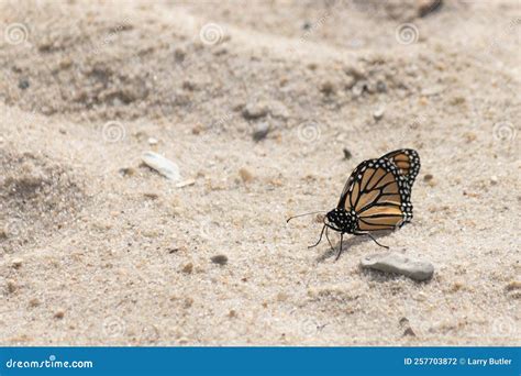 Bonita Imagen De La Mariposa Monarca Tomando Un Descanso En La Arena