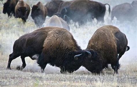 Wallpaper Wildlife American Bison Buffalo Animals Big Bisons Images