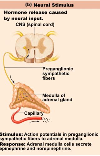 A P Ii Endocrine System Part Flashcards Quizlet