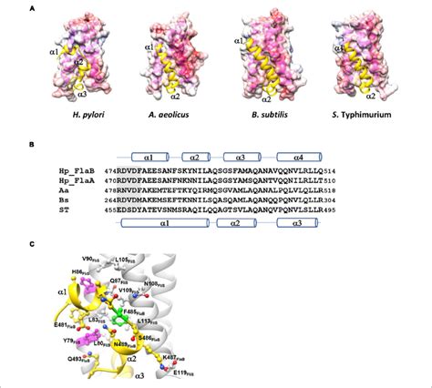 Comparison Of The FliS Flagellin Binding Interfaces In Different