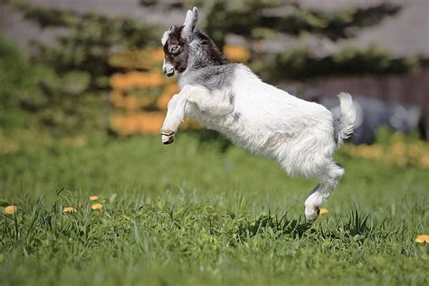 'Leap Year' Photo Contest: Send us your photos of leaping animals ...