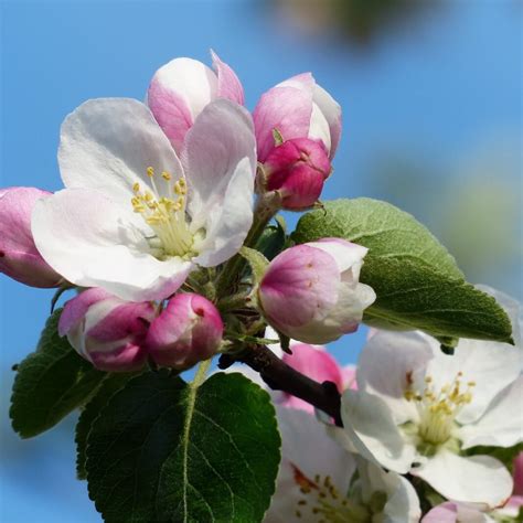 Plants Of Crab Apple Malus Communis The Original Garden