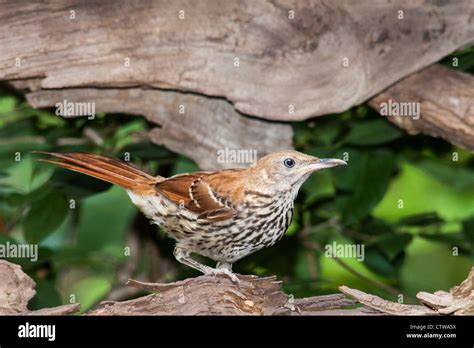 Wildlife Habitat Hi Res Stock Photography And Images Alamy