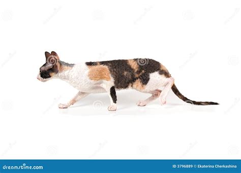 Three Color Cornish Rex Cat Stock Photos Free And Royalty Free Stock