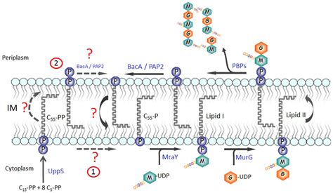 Figure From Membrane Topology And Biochemical Characterization Of The