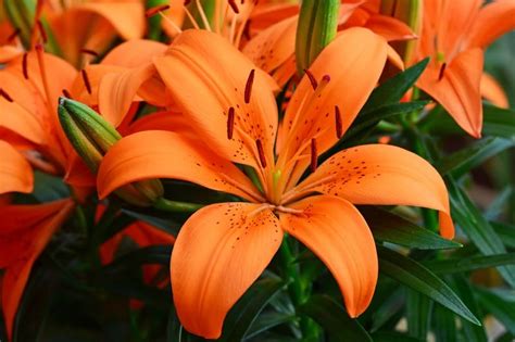 Is Fire Lily Poisonous to Cats and Dogs?