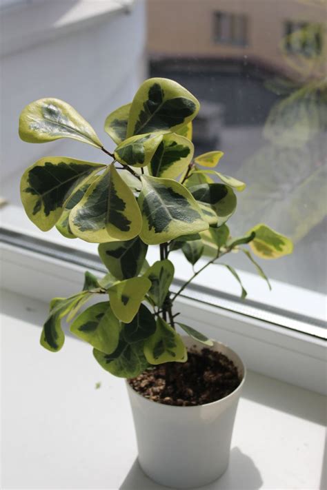 Фикус треугольный вариегатный (желтая вариегатность) | Plants
