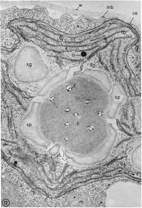 Figure 1 from BIOGENESIS OF CHLOROPLAST MEMBRANES | Semantic Scholar