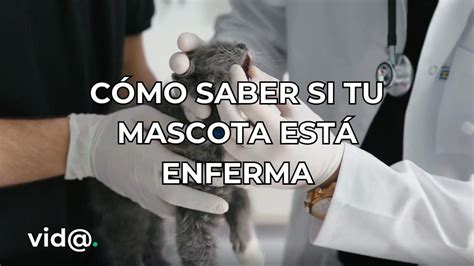 C Mo Saber Si Tu Mascota Est Enferma