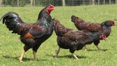 Cornish Chicken: Eggs, Height, Size and Raising Tips