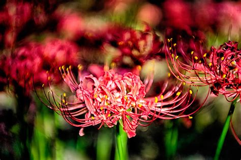 Red Spider Lily Lycoris Radiata Cluster Amaryllis Higanbana Flow