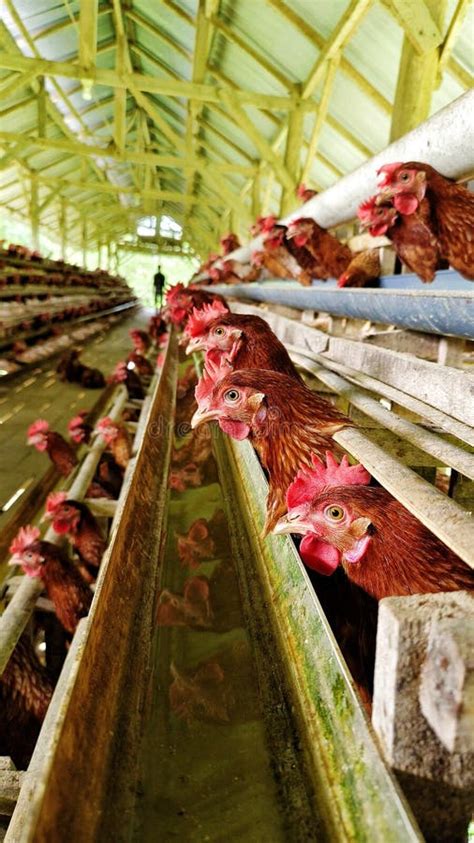 The Condition of Modern Layer Chicken Farm Cages in the People of South ...