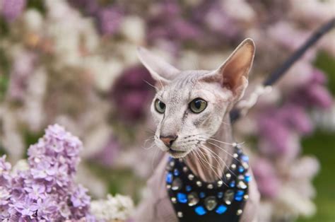 11 Hairless Cat Breeds - Meet Extraordinary Kitties