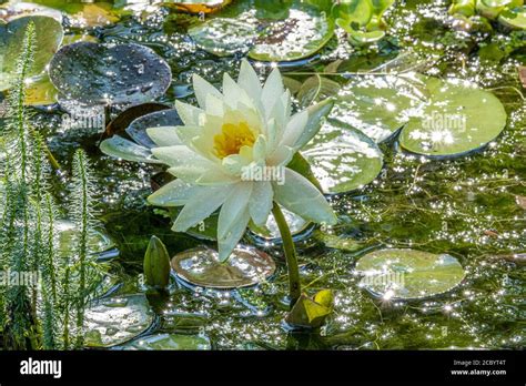 A water lily in a small pond Stock Photo - Alamy