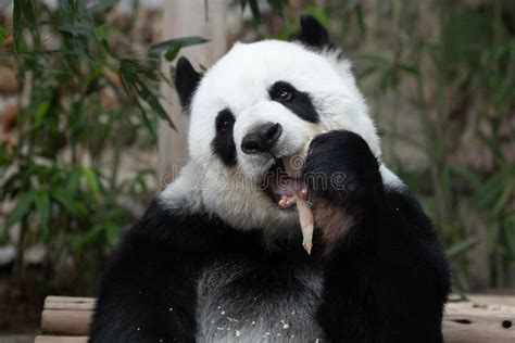 Close Up Fluffy Panda in Thailand Stock Photo - Image of playful, black ...